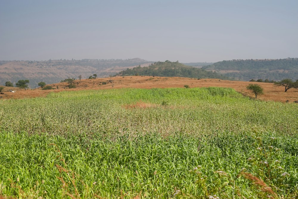 Green hills and fields