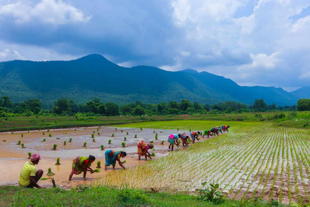 Farmers working together in a paddy field