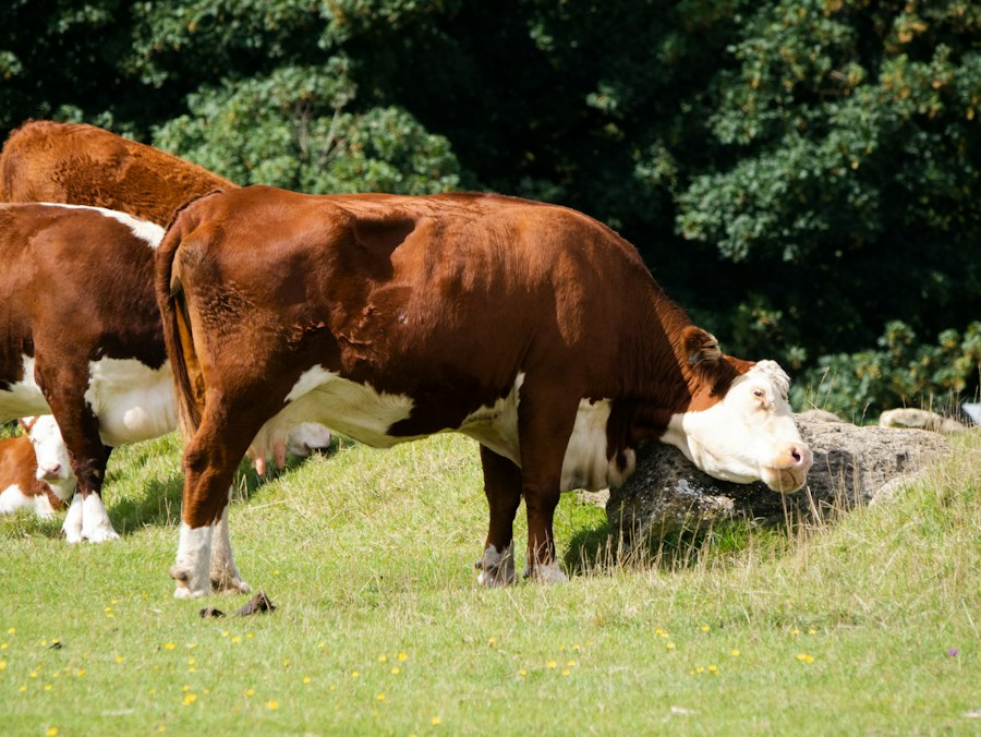 Veterinary activities